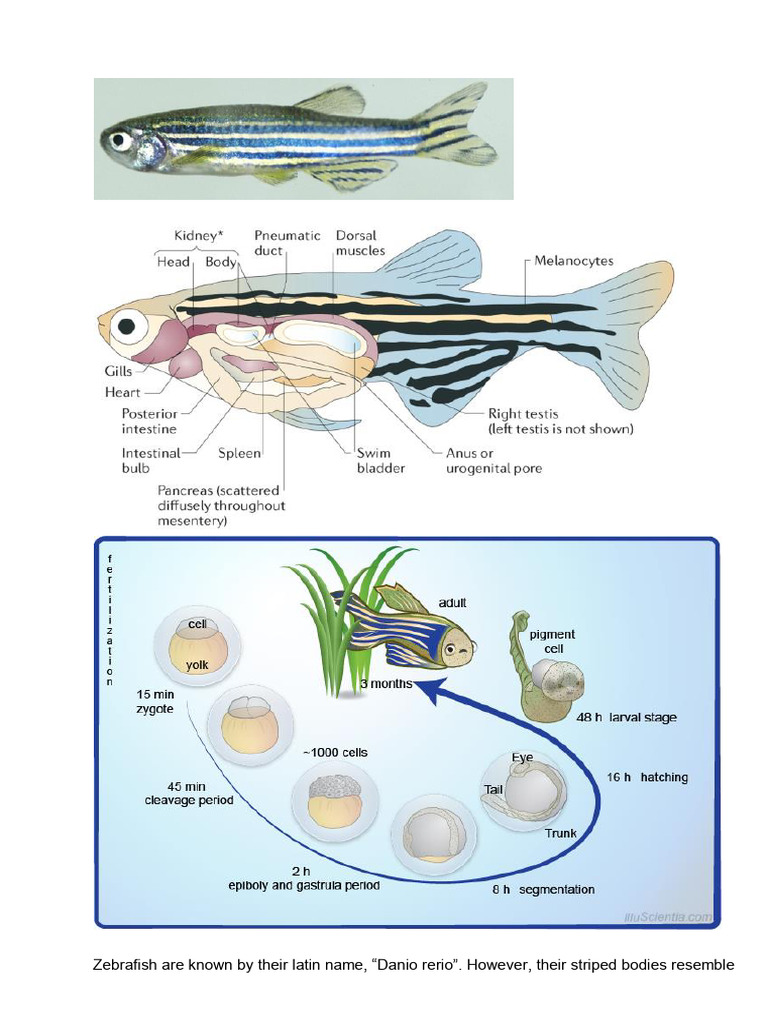 Zebrafish: Key Model for Human Disease Research | PDF | Biology | Genetics