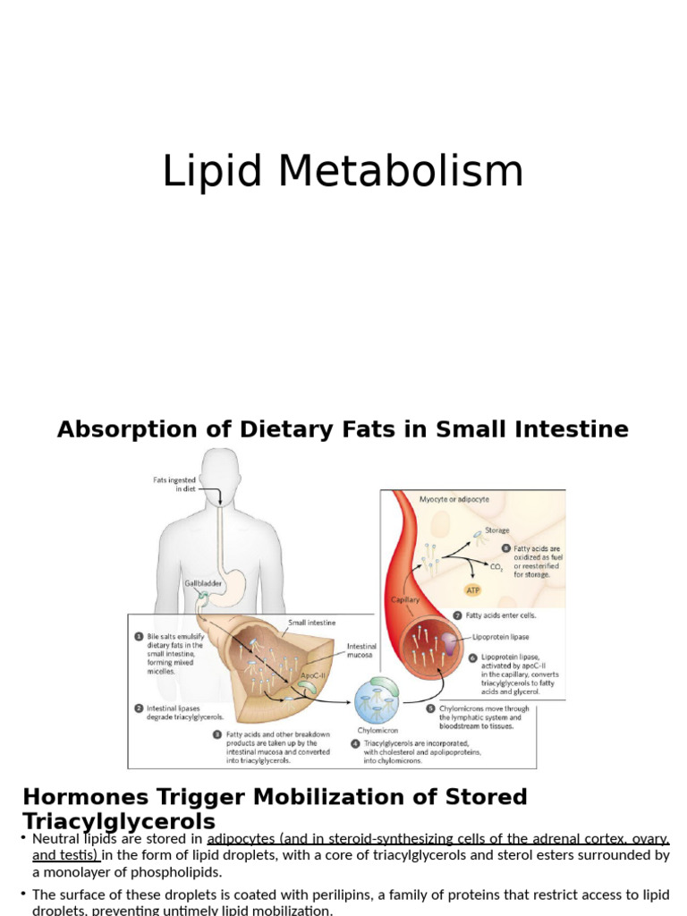 1-Lipid Metabolism | PDF | Biosynthesis | Lipid