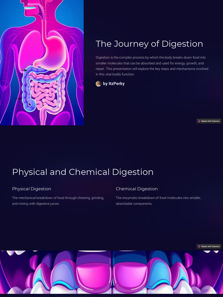 The Journey of Digestion | PDF