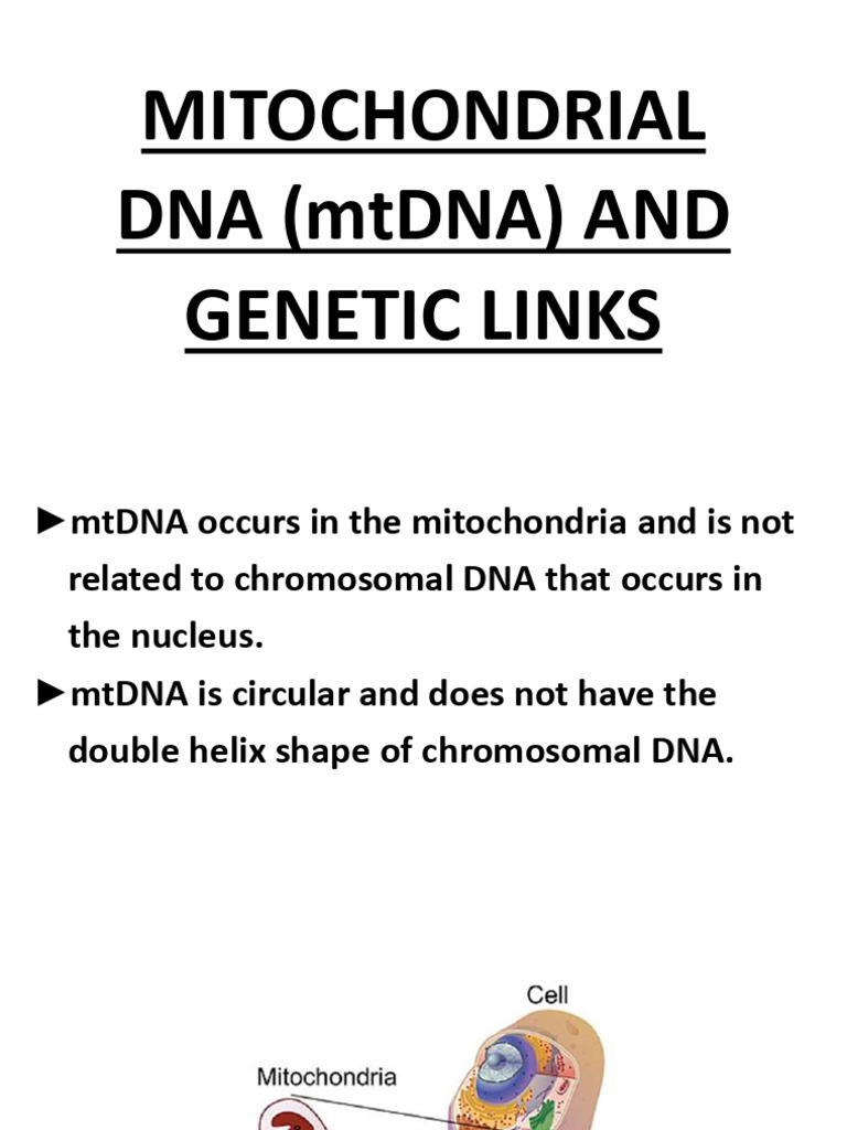 Lesson 38 Mitochondrial Dna (Mtdna) and Genetic Links | PDF