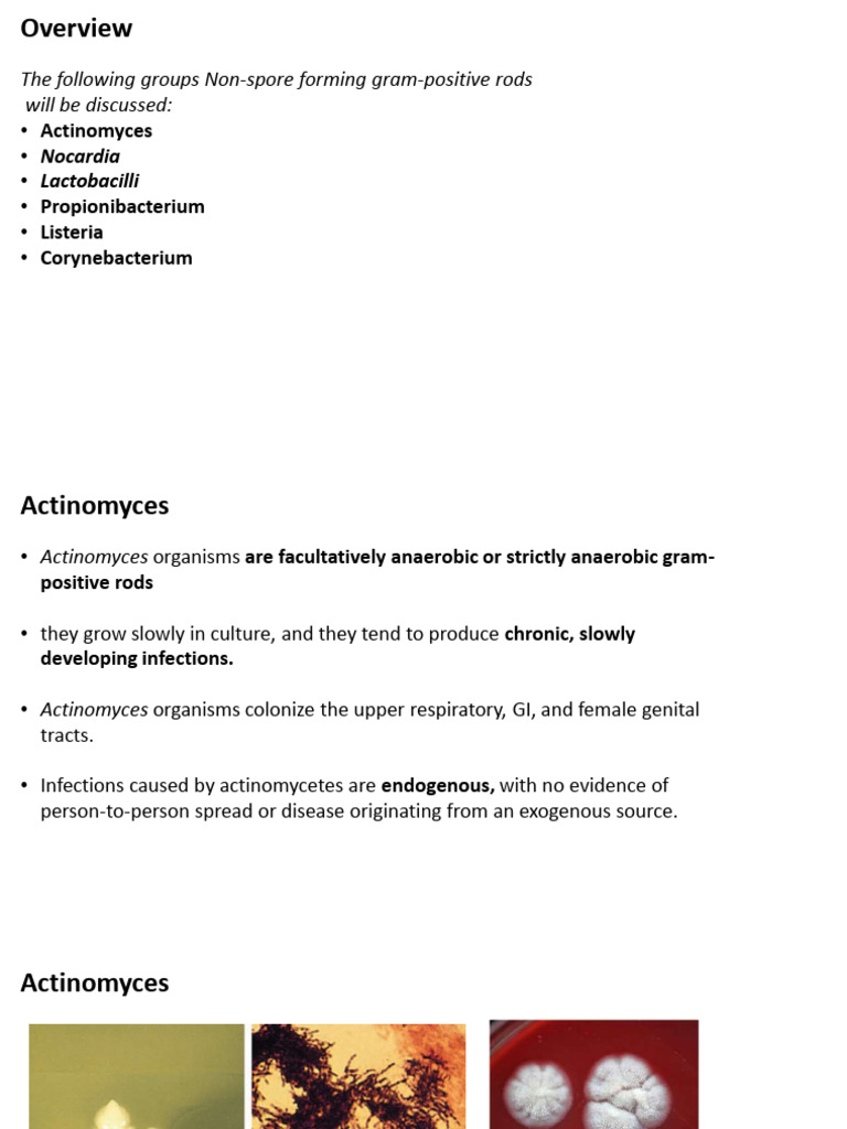 Non-Spore Forming Gram-Positive Rods | PDF | Infection | Lactobacillus