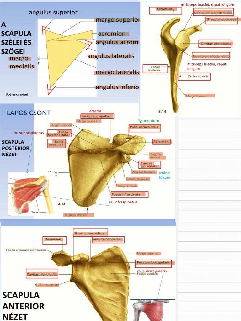 Scapula, Lapocka 241103 232652 | PDF