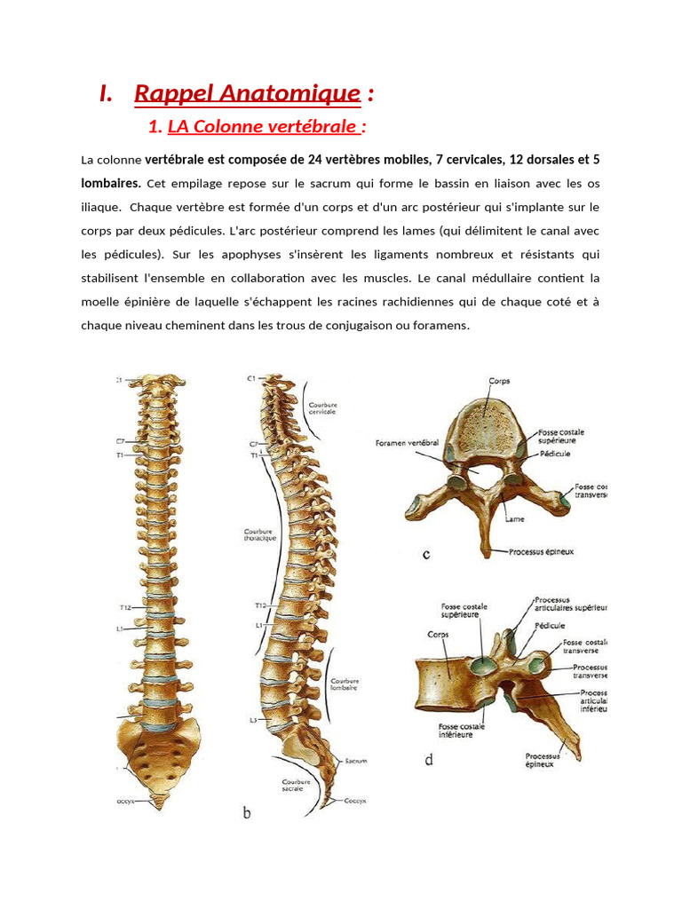 Anatomie du Rachis et Muscles Associés | PDF | Vertèbre | Colonne ...