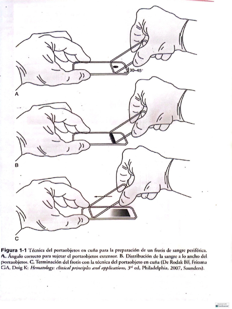 Extendidos y Coloraciones | PDF