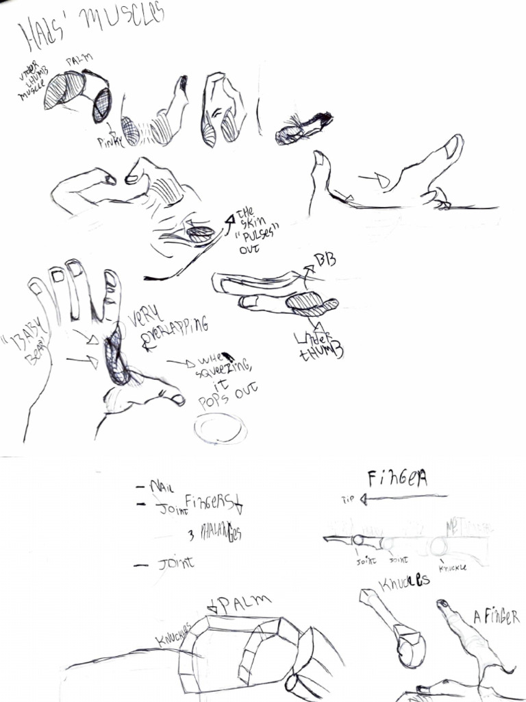 Hands Study | PDF