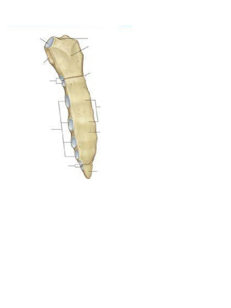 Anatomia Esternom TTYl | PDF