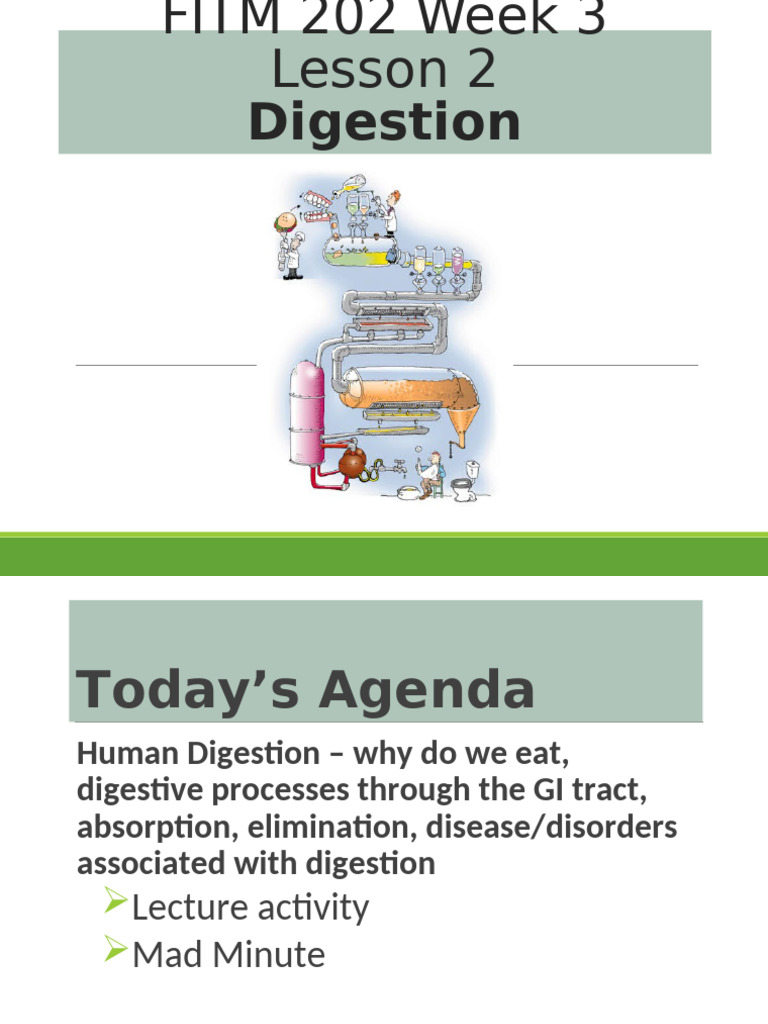 Understanding Human Digestion Processes | PDF | Human Digestive System ...