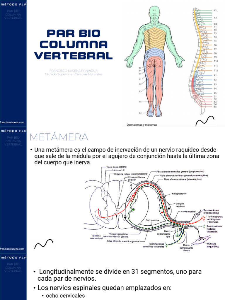 Par Bio Columna Vertebral 2024 | PDF | Médula espinal | Anatomía humana