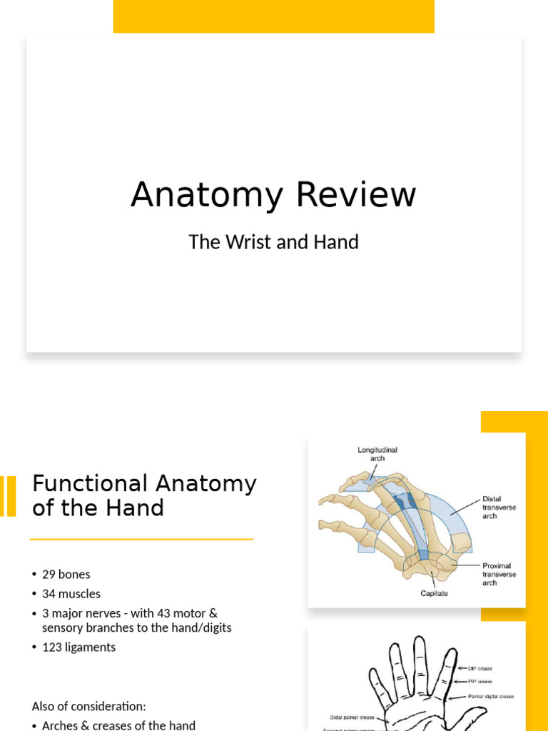Functional Anatomy of the Hand and Wrist | PDF | Hand | Thumb