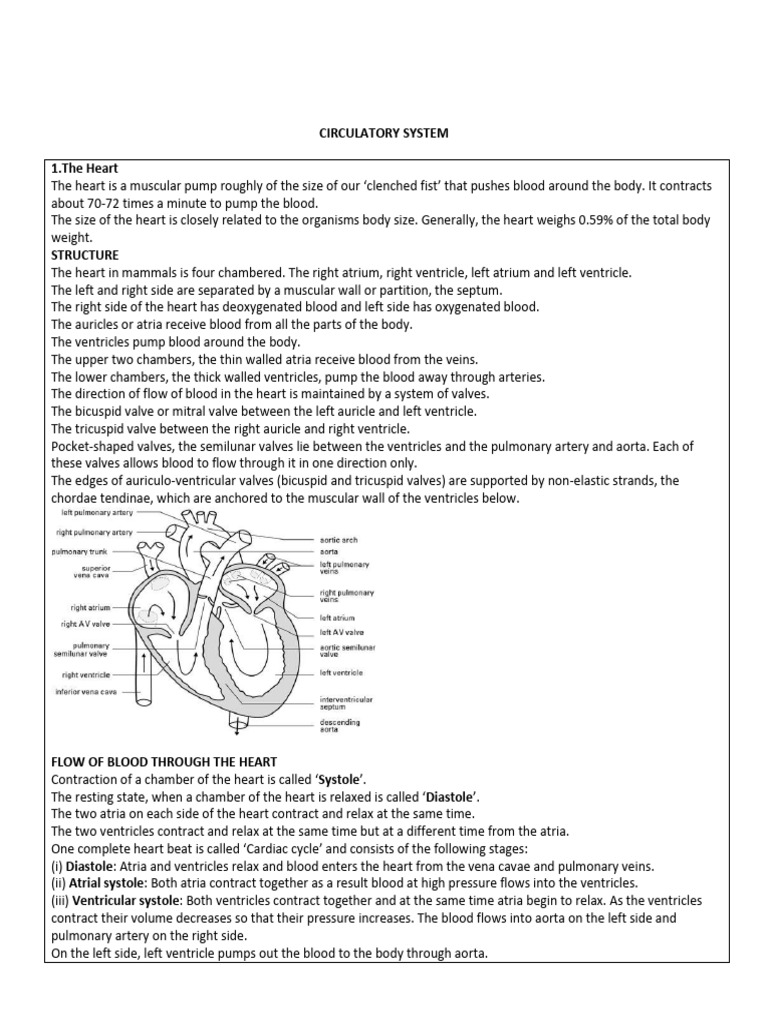 Circulatory System-Notes New | PDF | Atrium (Heart) | Heart Valve