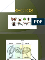 INSECTOS