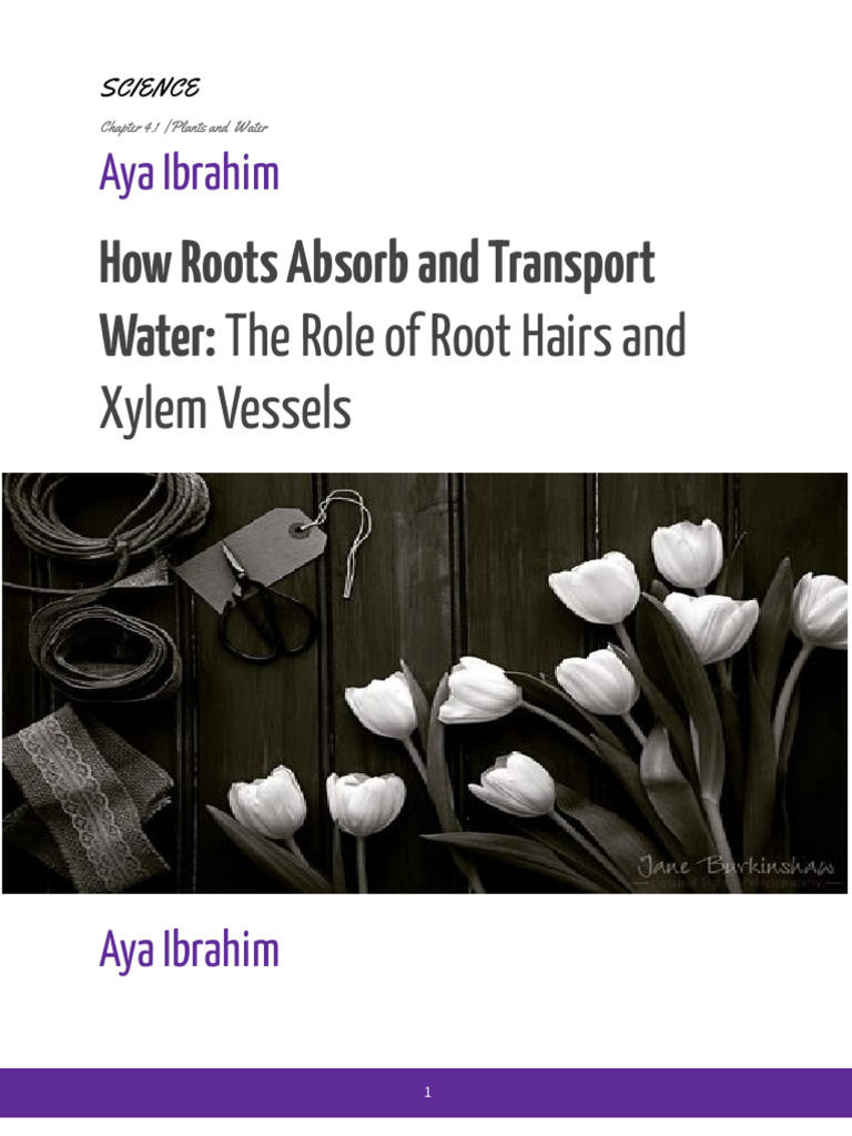 Roots' Role in Water Absorption | PDF | Root | Soil