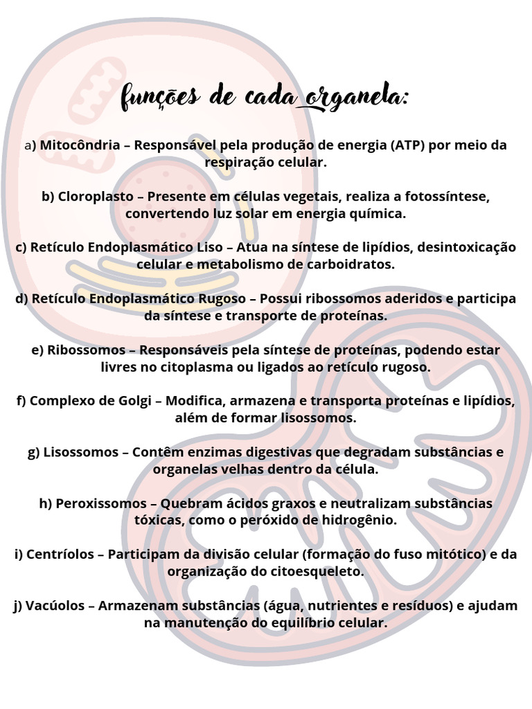 Funções de Cada Organela A) Mitocôndria - Responsável Pela Produção de ...