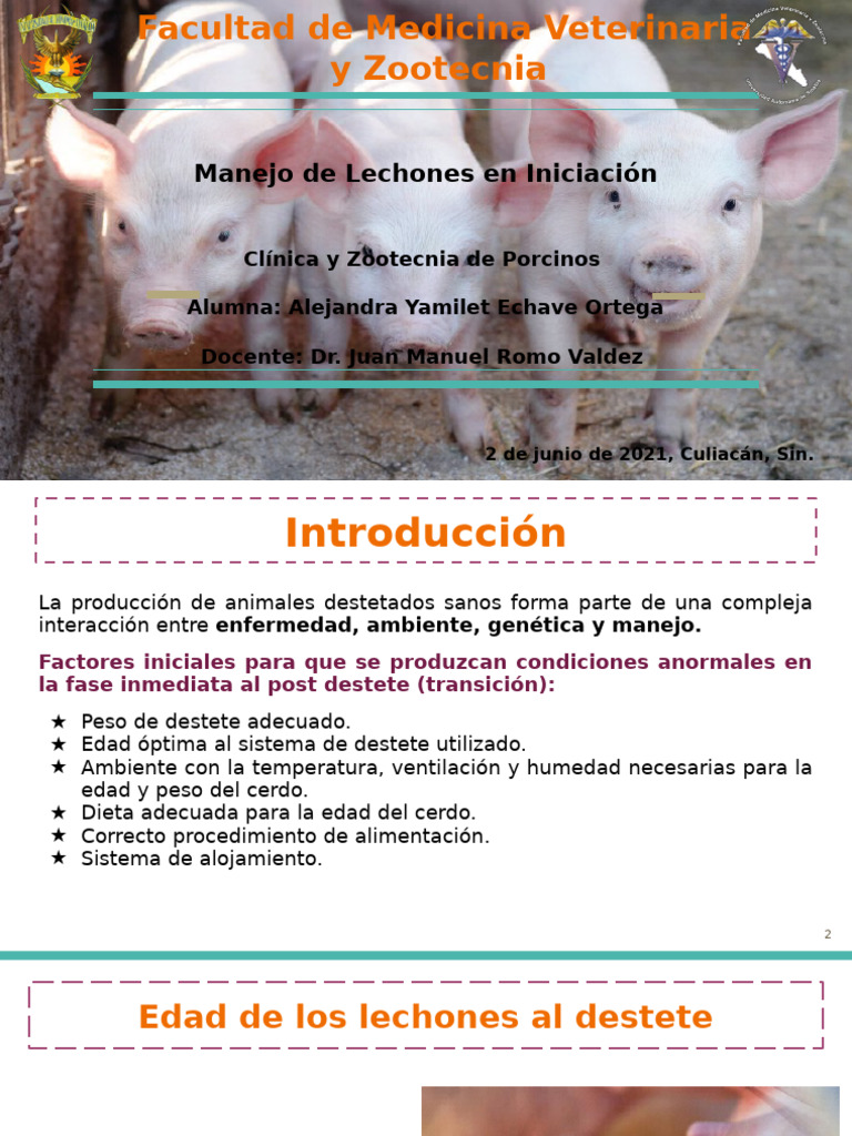 Manejo Efectivo de Lechones en Iniciación | PDF | Dieta | Ventilación ...