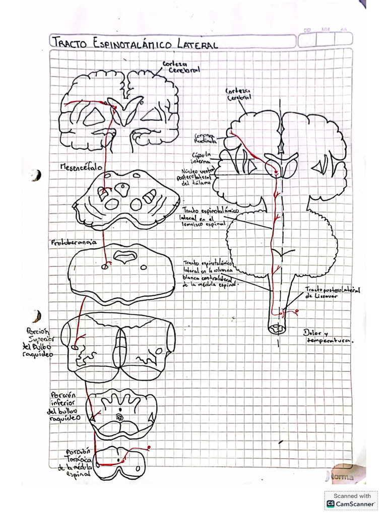 Vía del Tracto Espinotalámico Lateral | PDF | Dolor | Cerebro