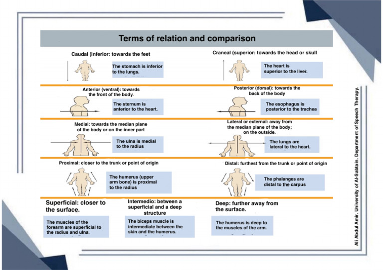 Introduction of Anatomy 5 | PDF | Anatomical Terms Of Location | Arm