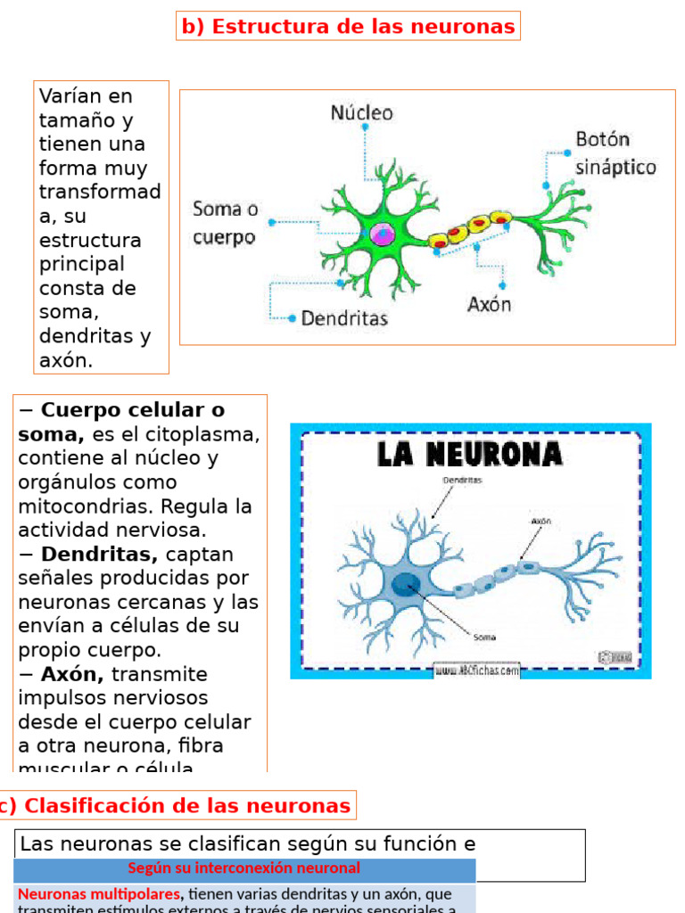 Estructura y funciones de las neuronas | PDF | Neurona | Sinapsis