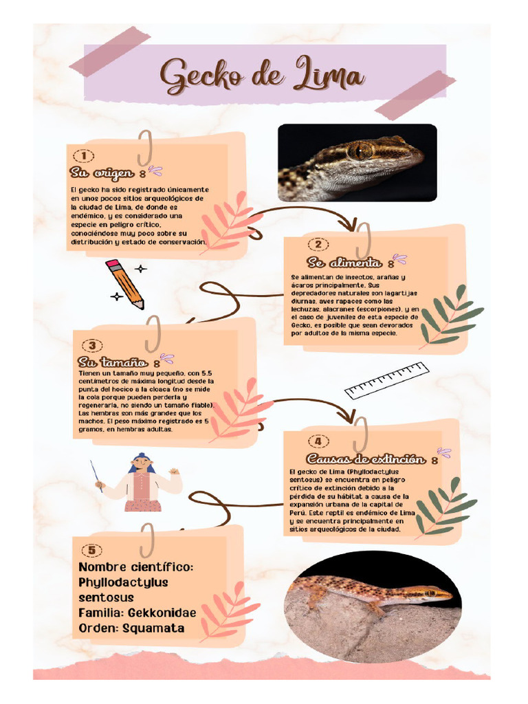 Gecko | PDF