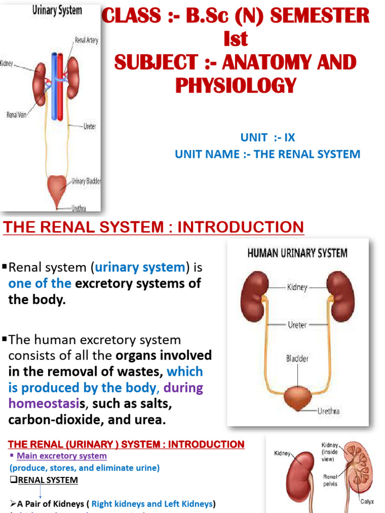 Understanding the Renal System Functions | PDF | Kidney | Urinary System