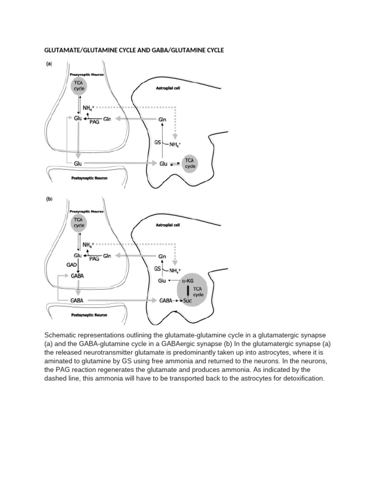 Glutamate and GABA Cycle Overview | PDF