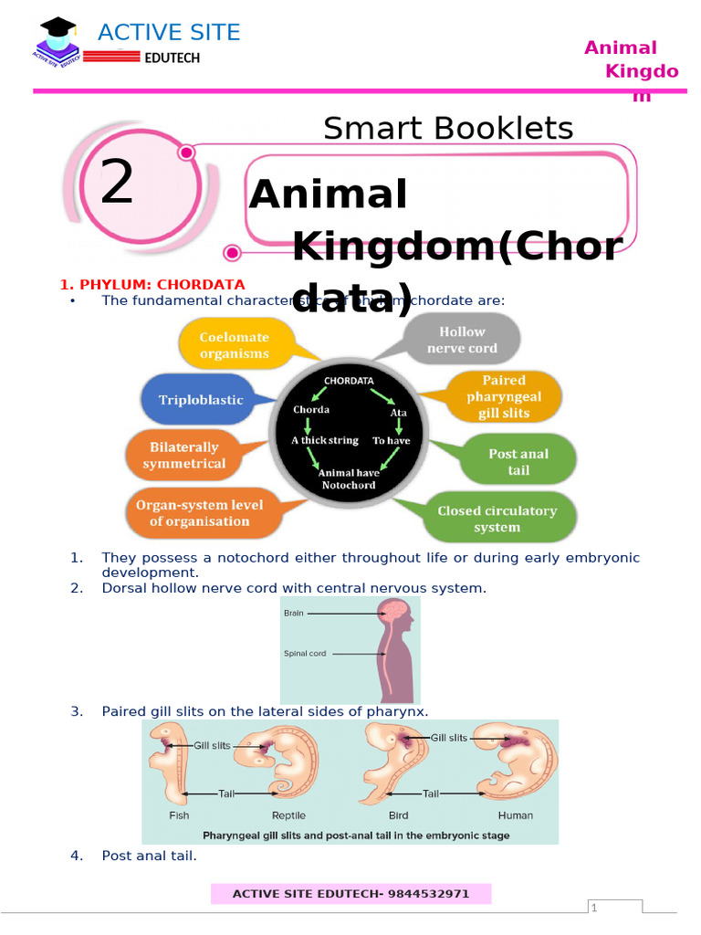 Overview of Phylum Chordata | PDF | Amphibian | Reptile