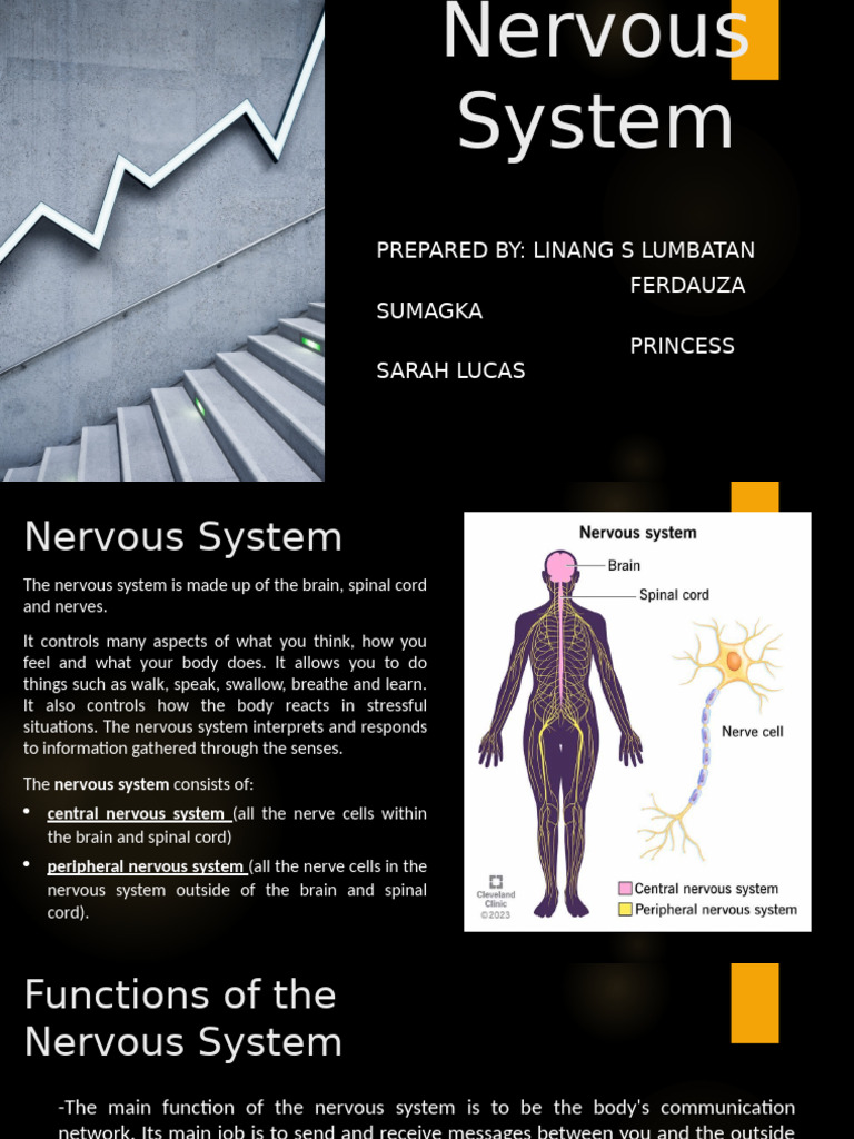 Overview of the Nervous System | PDF | Axon | Neuron