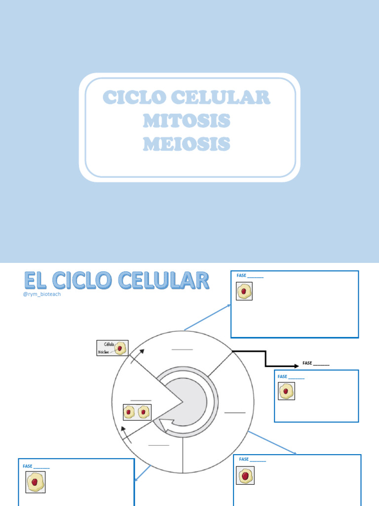 Fases del Ciclo Celular y Mitosis | PDF | Mitosis | Mitosis