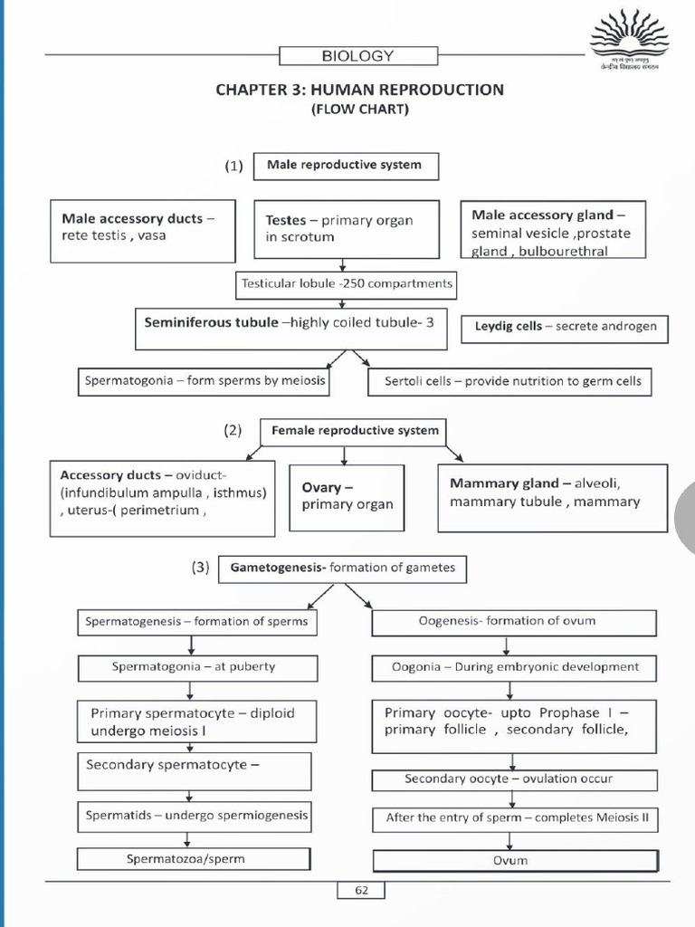 Male & Female Reproductive System | PDF