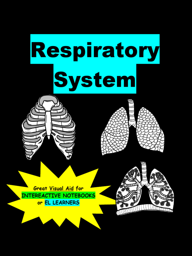 Respiratory System Foldables | PDF | Lung | Respiratory System