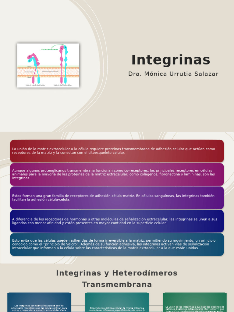 Qué son las integrinas y su función | PDF | Integrina | Adhesión celular
