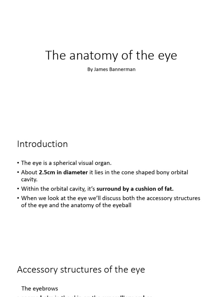 The Anatomy of The Eye - 102140 | PDF | Retina | Human Eye