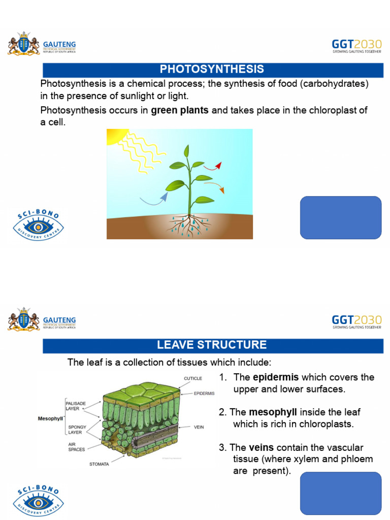Understanding Photosynthesis and Leaf Structure | PDF | Leaf | Cell ...