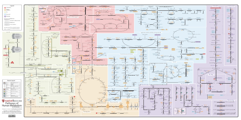 Human Metabolism Pathways Map | PDF | Nicotinamide Adenine Dinucleotide ...