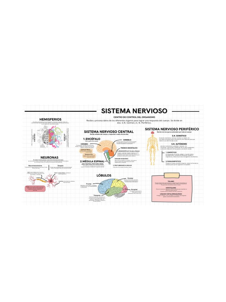 Sistema Nervioso | PDF | Cerebro | Sistema nervioso