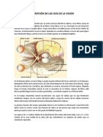 Vias de La Vision