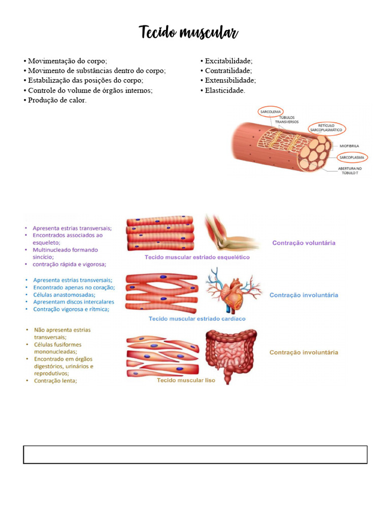 Tipos e Funções do Tecido Muscular | PDF | Músculo | Anatomia