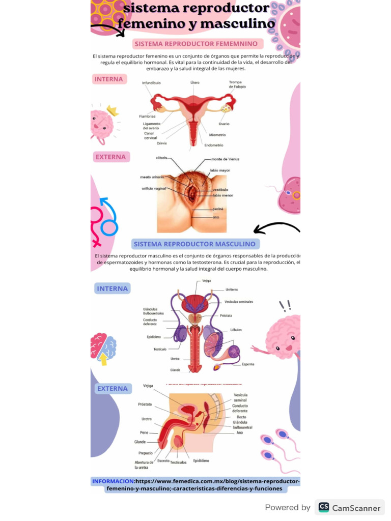 Infografia Sistema Reproductor Femenino y Masculino | PDF