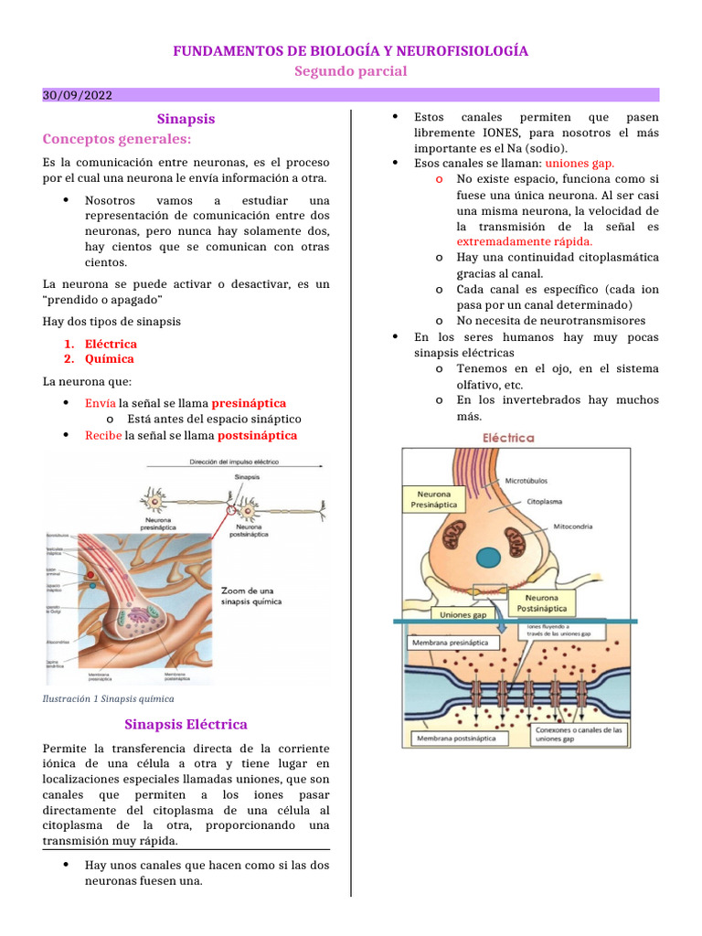 Partes de la Neurona y Sinapsis | PDF | Sinapsis | Neurona motora
