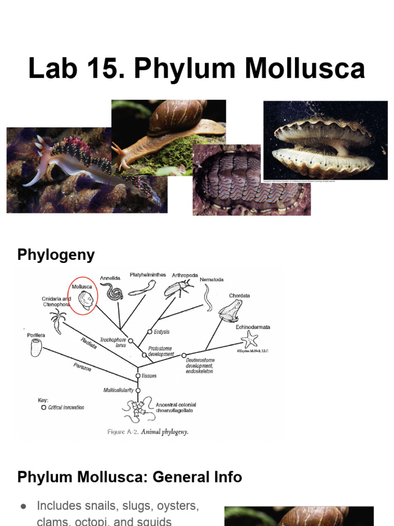 Overview of Phylum Mollusca | PDF