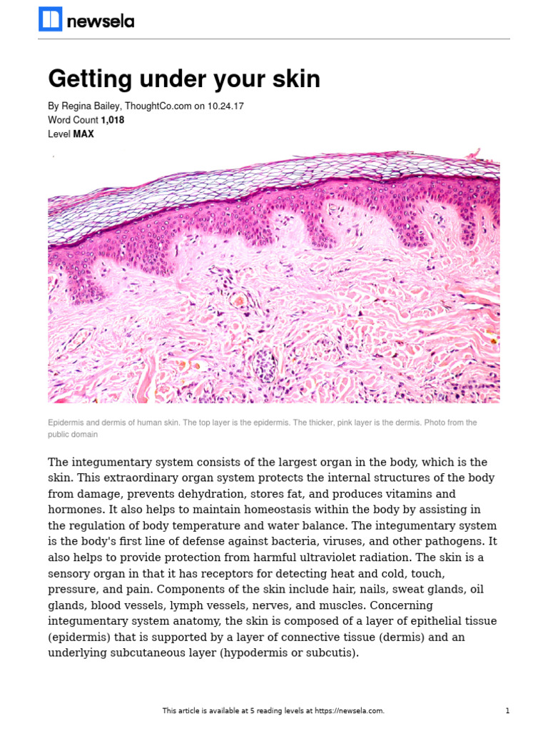 Newslea Skin Article and Quiz | PDF | Skin | Epidermis