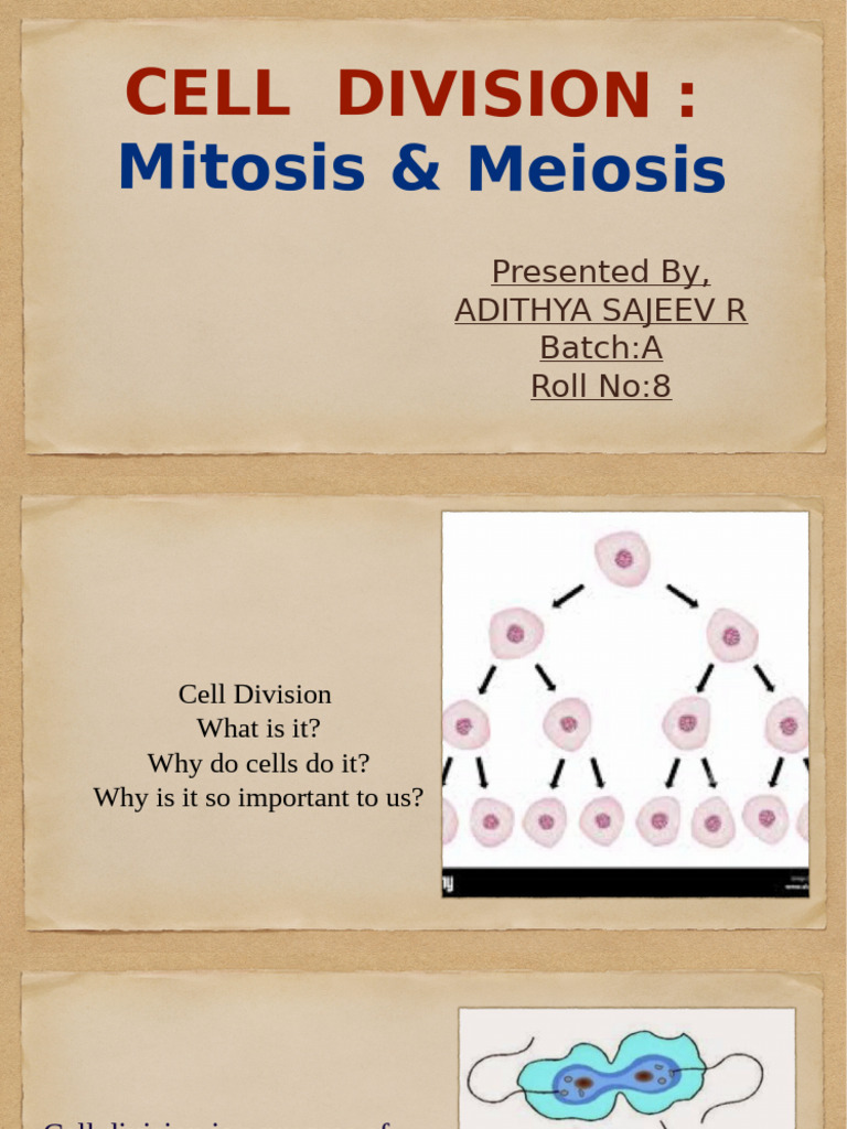 Mitosis and Meiosis Explained | PDF | Meiosis | Mitosis