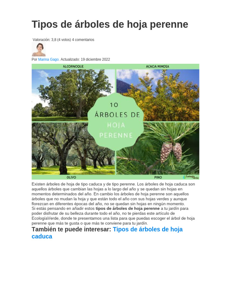 6 árboles de sombra que crecen rápido para refrescar bien tu jardín, image size:768x1024