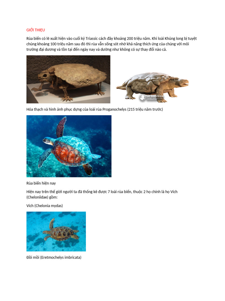 Turtle | PDF