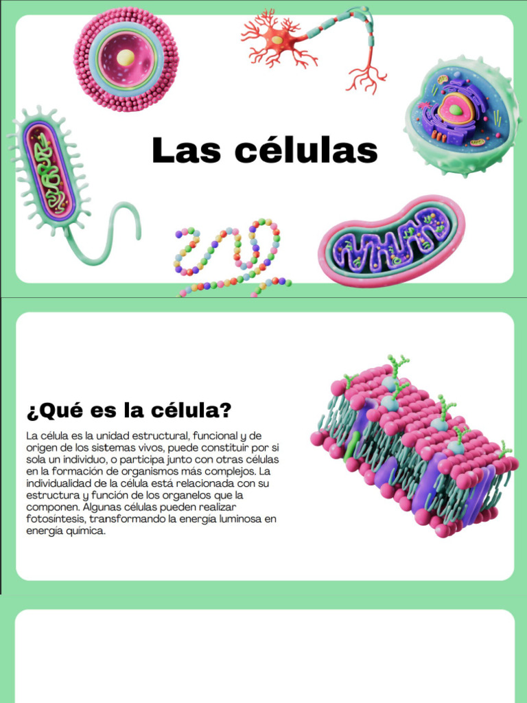 Tipos de Células: Procariotas y Eucariotas | PDF