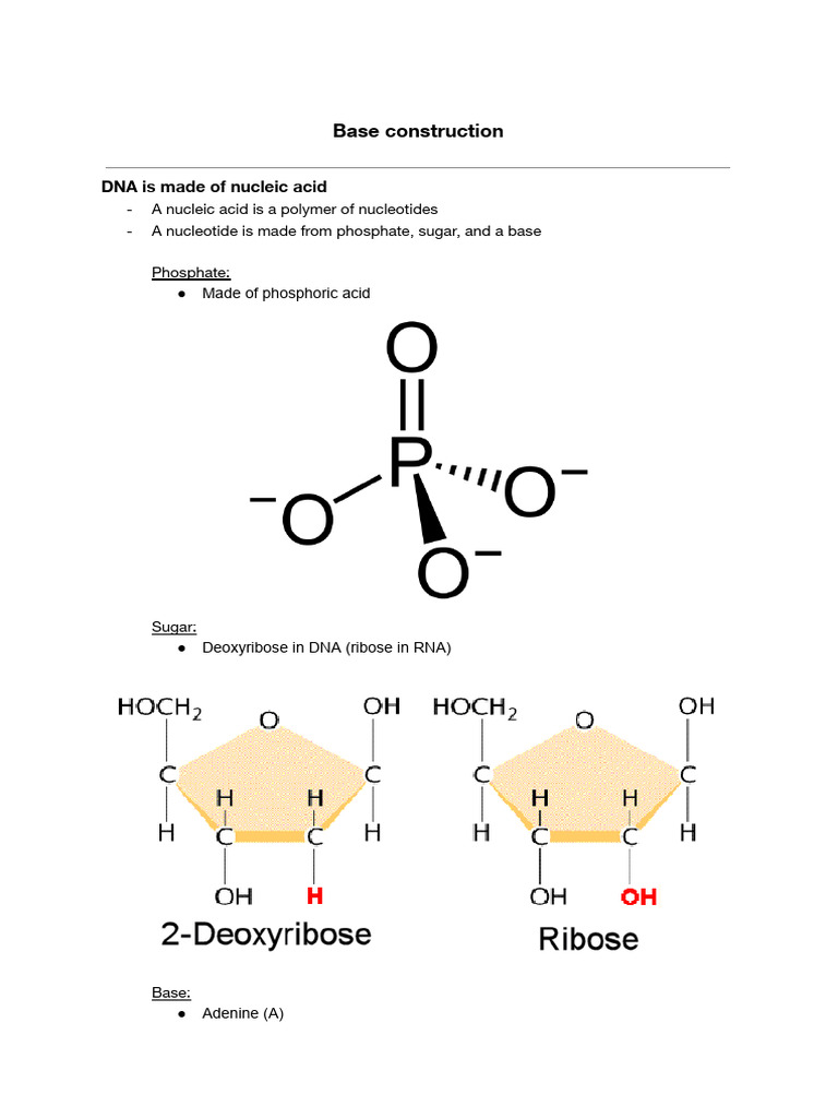DNA Structure and Function Overview | PDF | Rna | Nucleotides