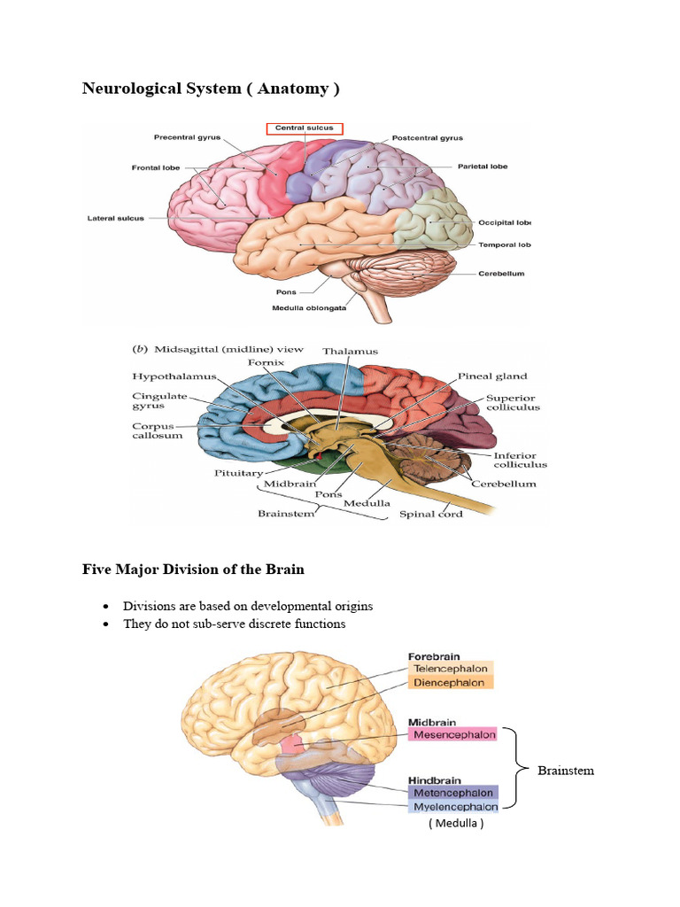 Neurological System (Anatomy) | PDF | Thalamus | Cerebrum