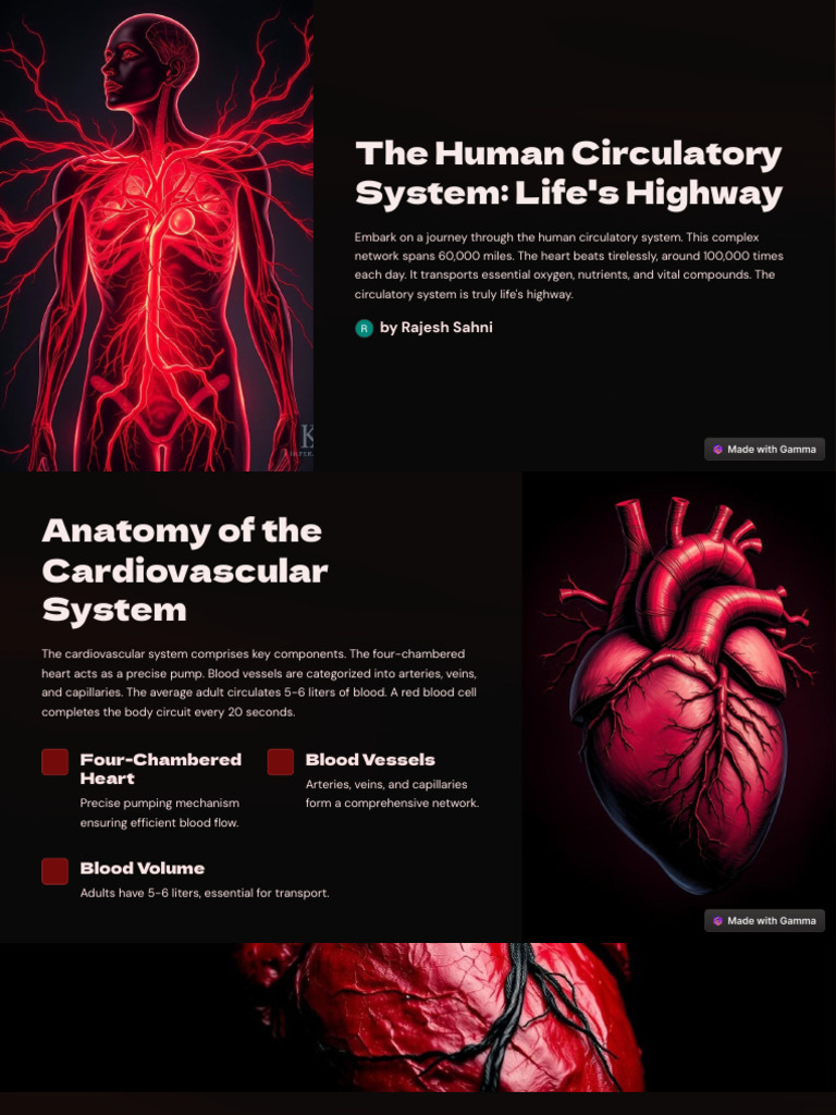 The Human Circulatory System | PDF | Circulatory System | Blood