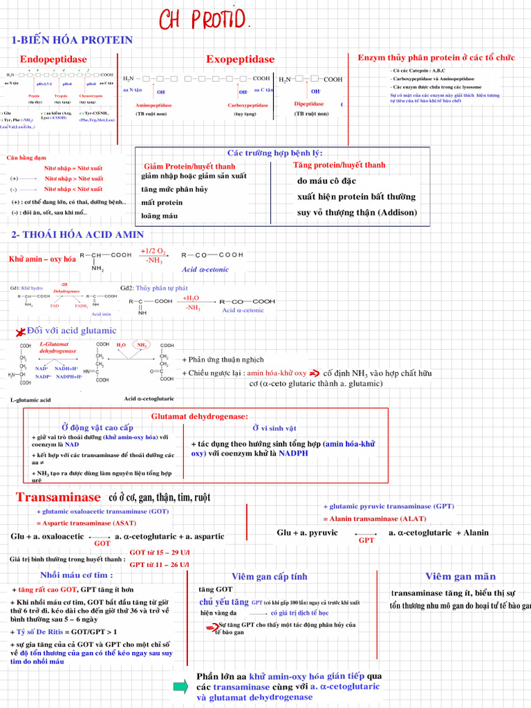 CH Protid | PDF