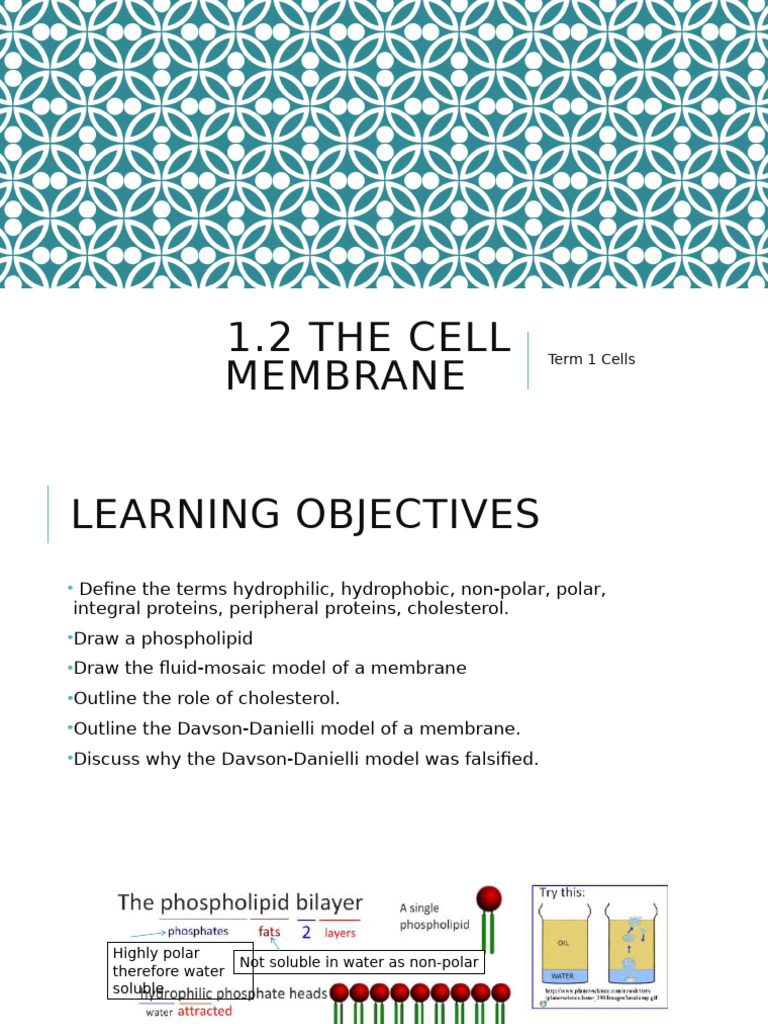 1.2 The Cell Membrane | PDF | Cell Membrane | Lipid Bilayer