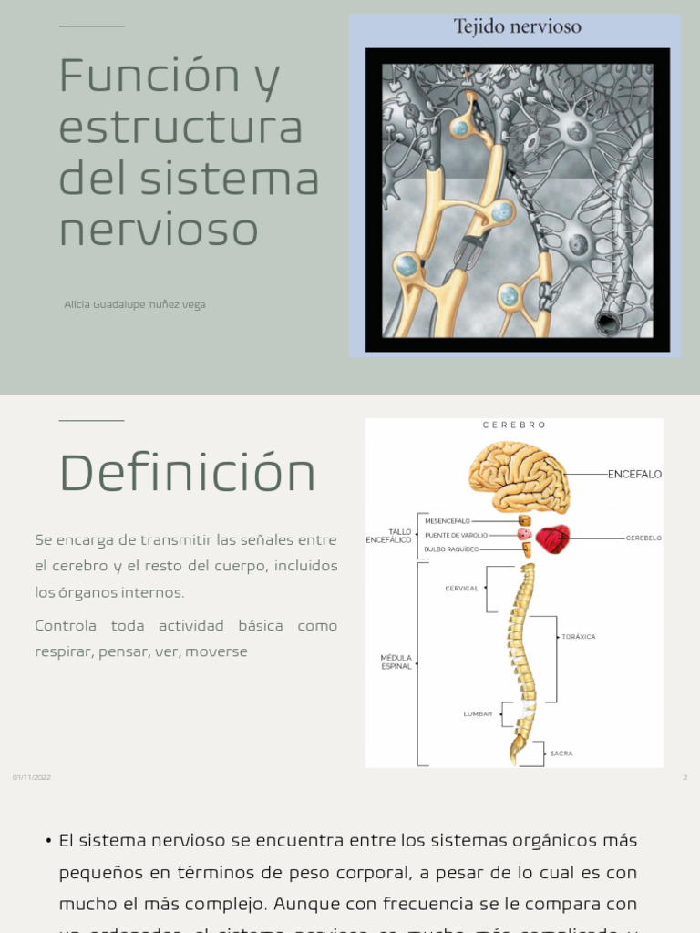 Estructura y Función del Sistema Nervioso | PDF | Neurona | Sinapsis
